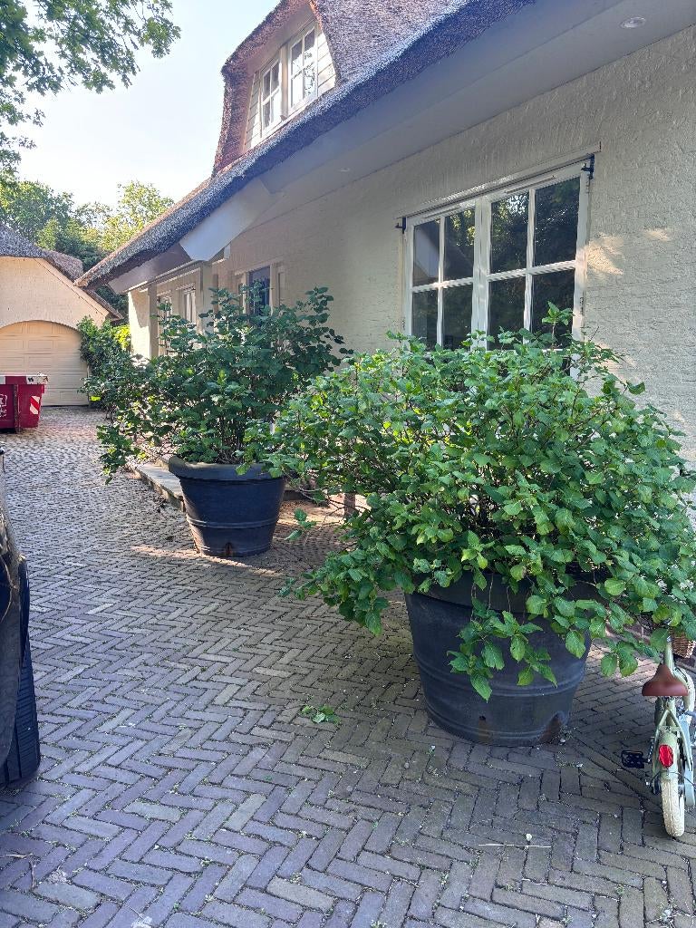 Grote kunststof plantenbakken met hortensia’s, Tuin en Terras, Bloembakken en Plantenbakken, Ophalen, Kunststof, Gebruikt, 100 cm of meer