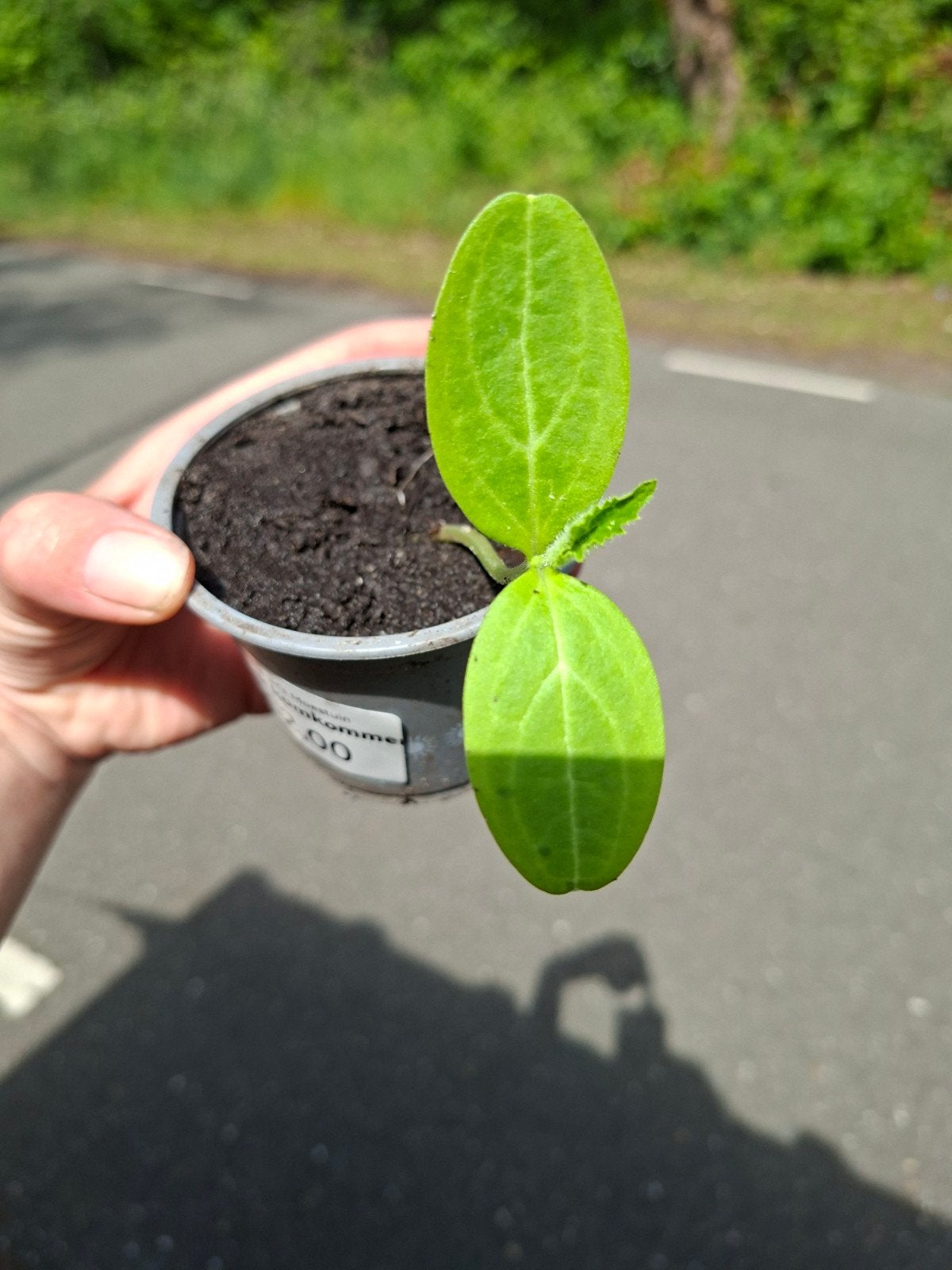 Snack komkommer stekjes - Vers uit eigen moestuin!, Ophalen, Volle zon, Groenteplanten, Eenjarig