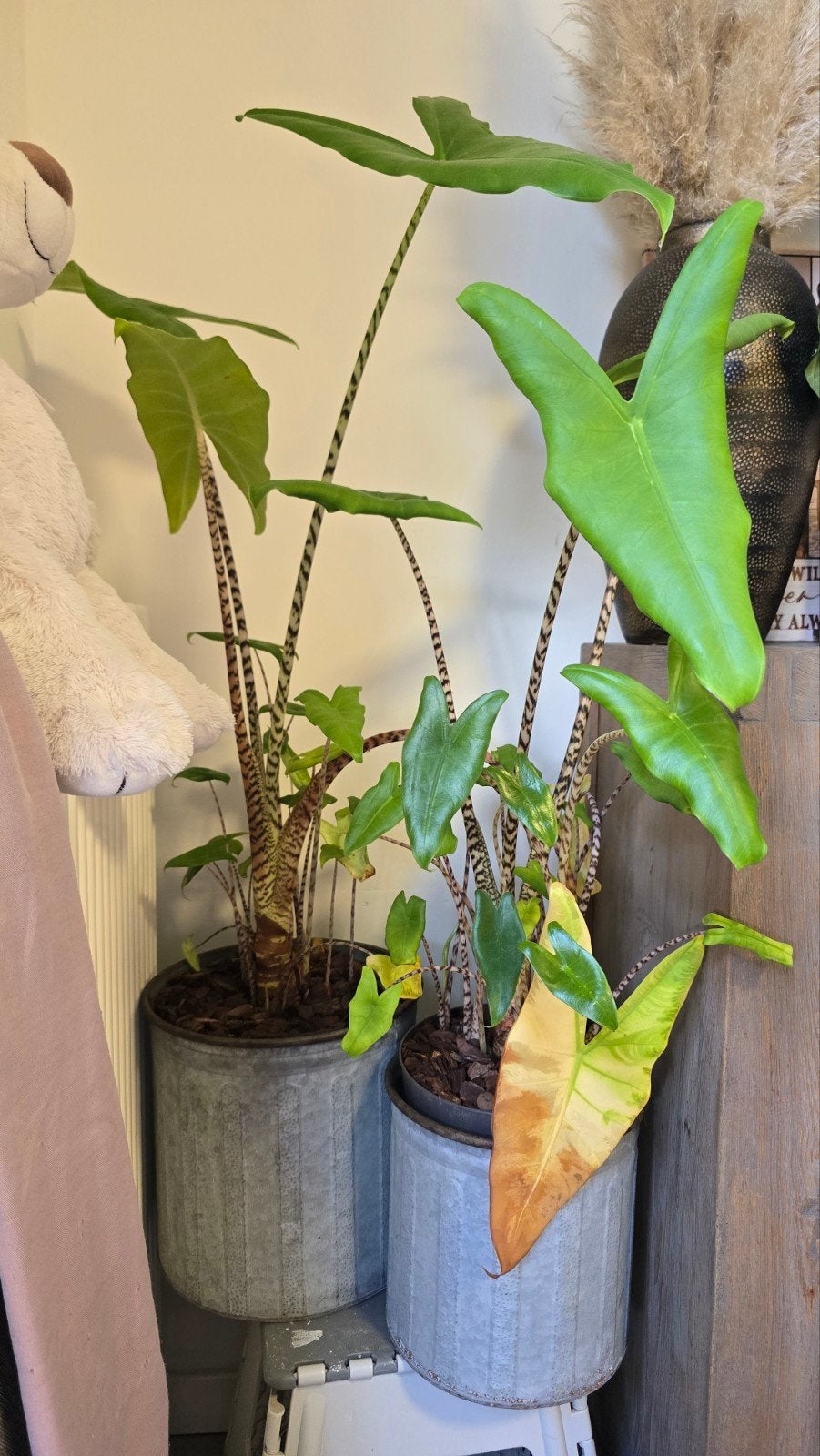 2 grote mooie planten incl plantenpotten. Samen voor €25,00, Ophalen, Minder dan 100 cm