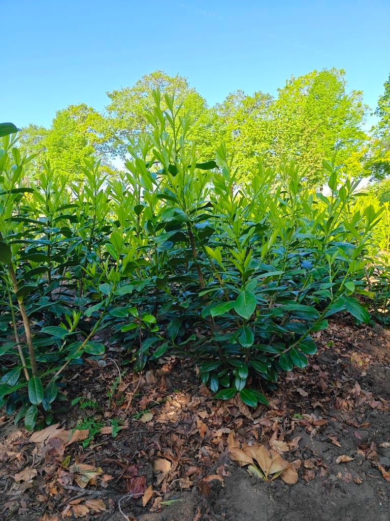 Laurier novita  160-180cm., Tuin en Terras, Planten | Struiken en Hagen, Ophalen of Verzenden, Laurier, 100 tot 250 cm
