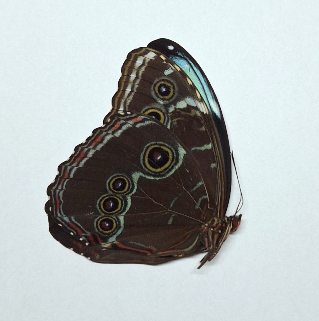 Morpho peleides ️mix ongeprepareerd, Ophalen of Verzenden, Nieuw, Insect, Opgezet dier