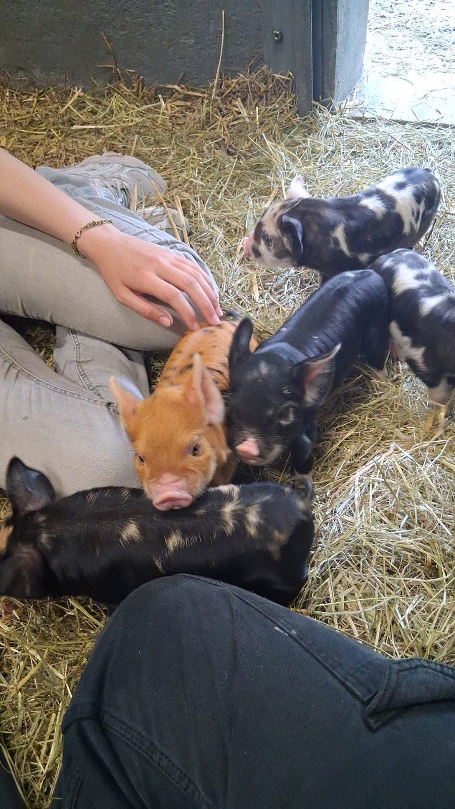 Kune kune biggen, Dieren en Toebehoren, Schapen, Geiten en Varkens, Meerdere dieren, Varken