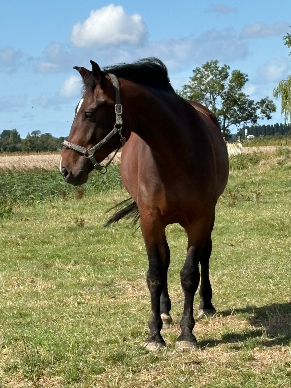 Warmbloed ruin 5 jaar, Dieren en Toebehoren, Springpaard, Met stamboom, Ruin, Zadelmak