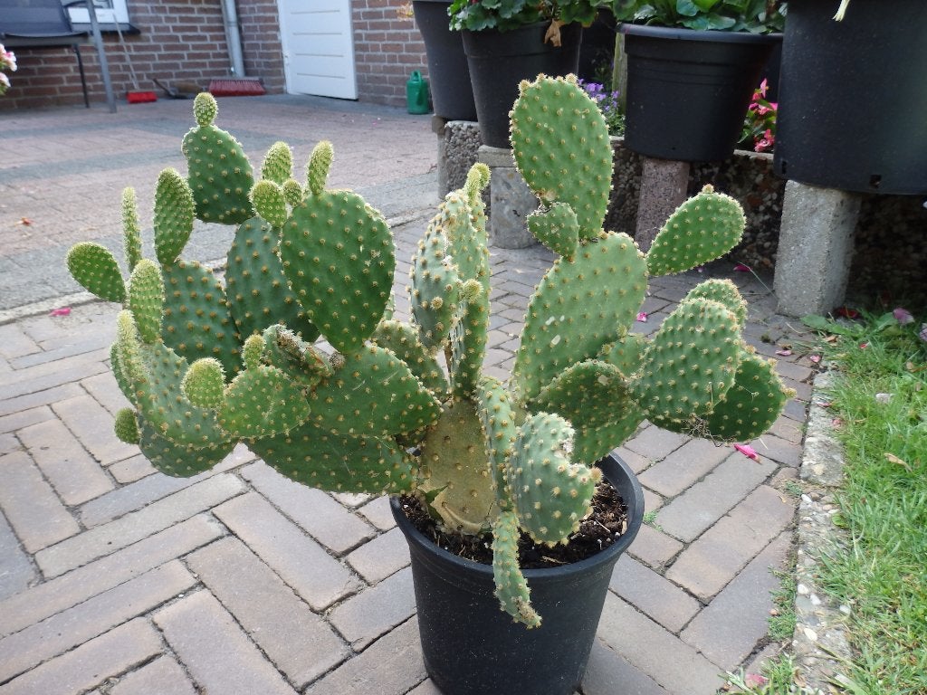 Mooie grote Schijfcactus, Ophalen, Halfschaduw, Minder dan 100 cm, In pot
