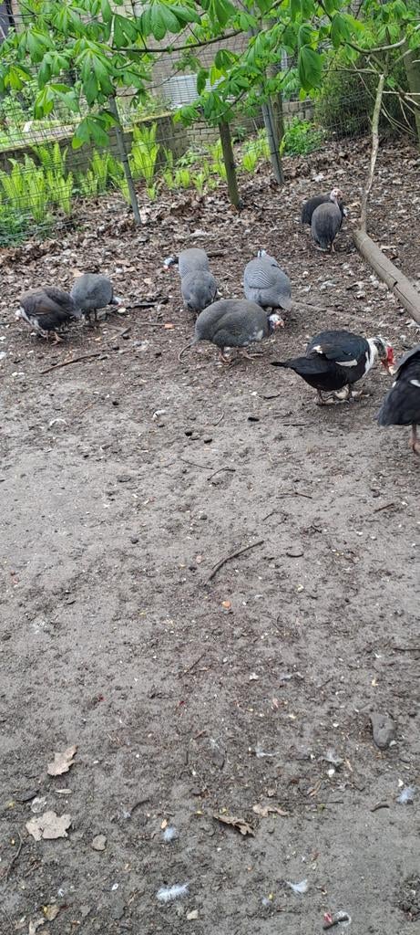 parelhoender haan, Dieren en Toebehoren, Mannelijk, Overige soorten