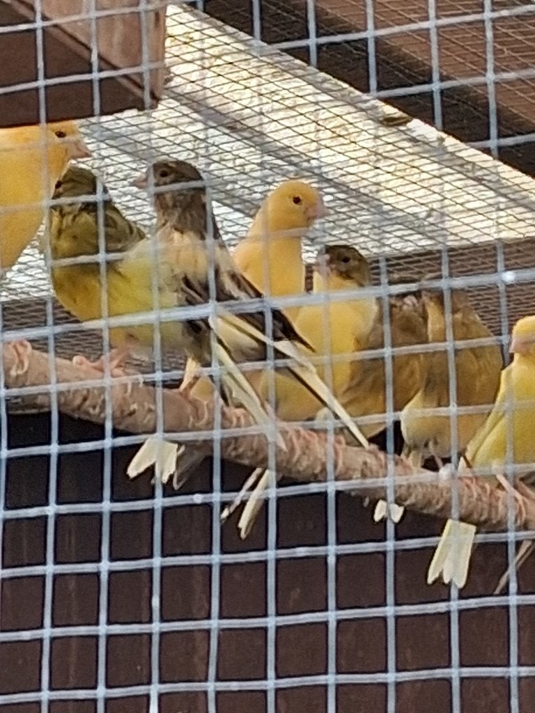 Kanarie's te koop, Meerdere dieren, Kleurkanarie