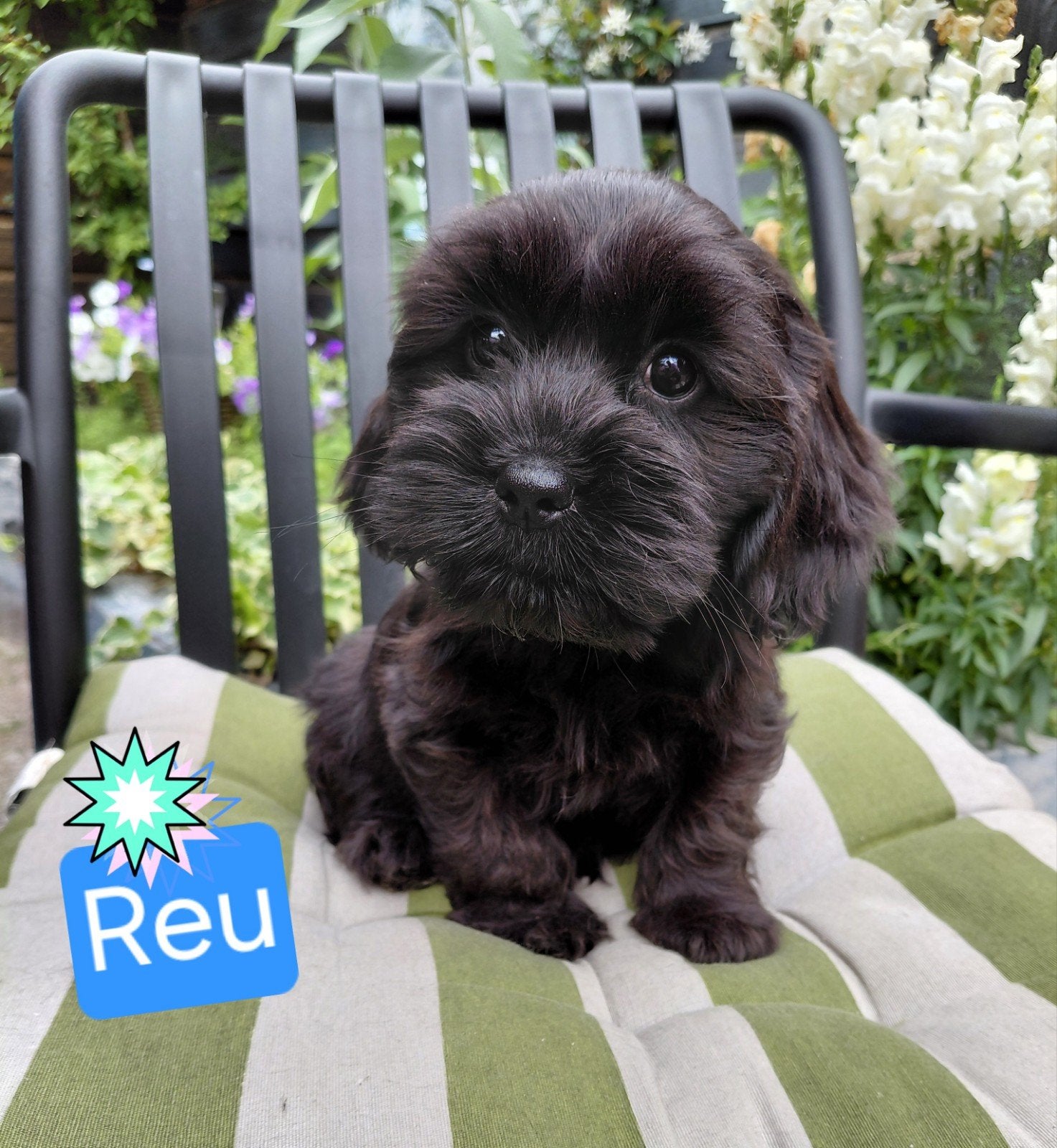 Prachtig Nestje Cocker spaniël x Boomer pups, Parvo, 8 tot 15 weken, Meerdere, Meerdere dieren