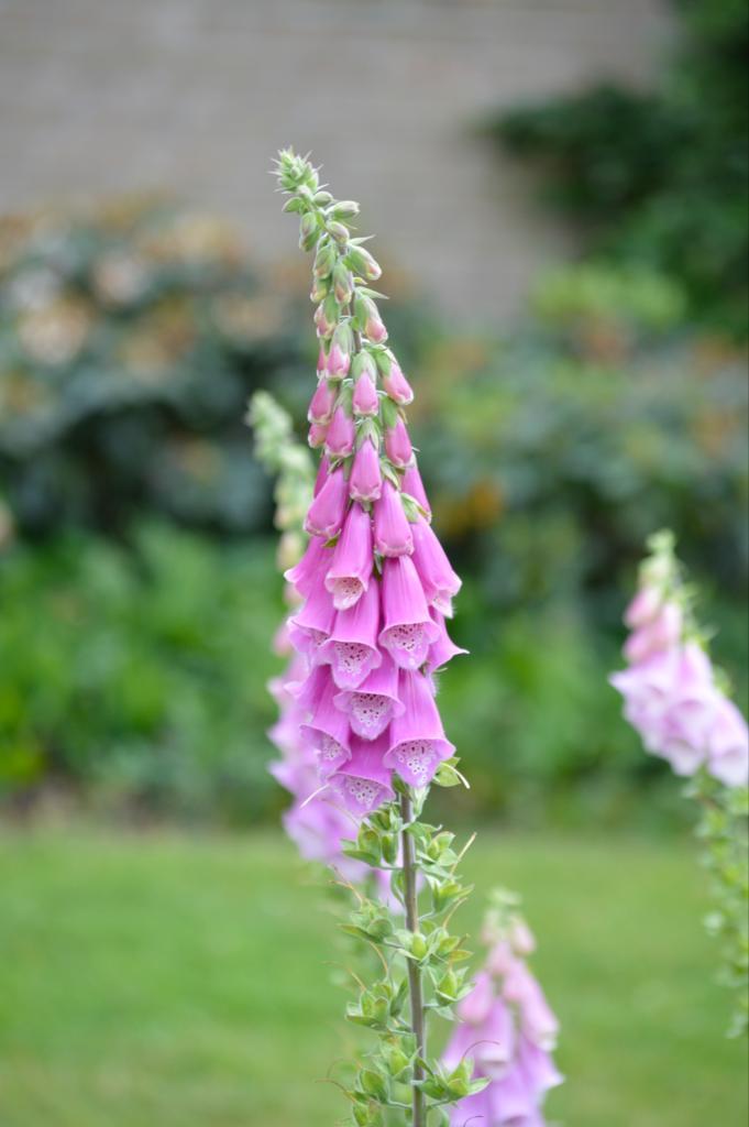 Vingerhoedskruid (Digitalis purpurea), Ophalen of Verzenden, Halfschaduw