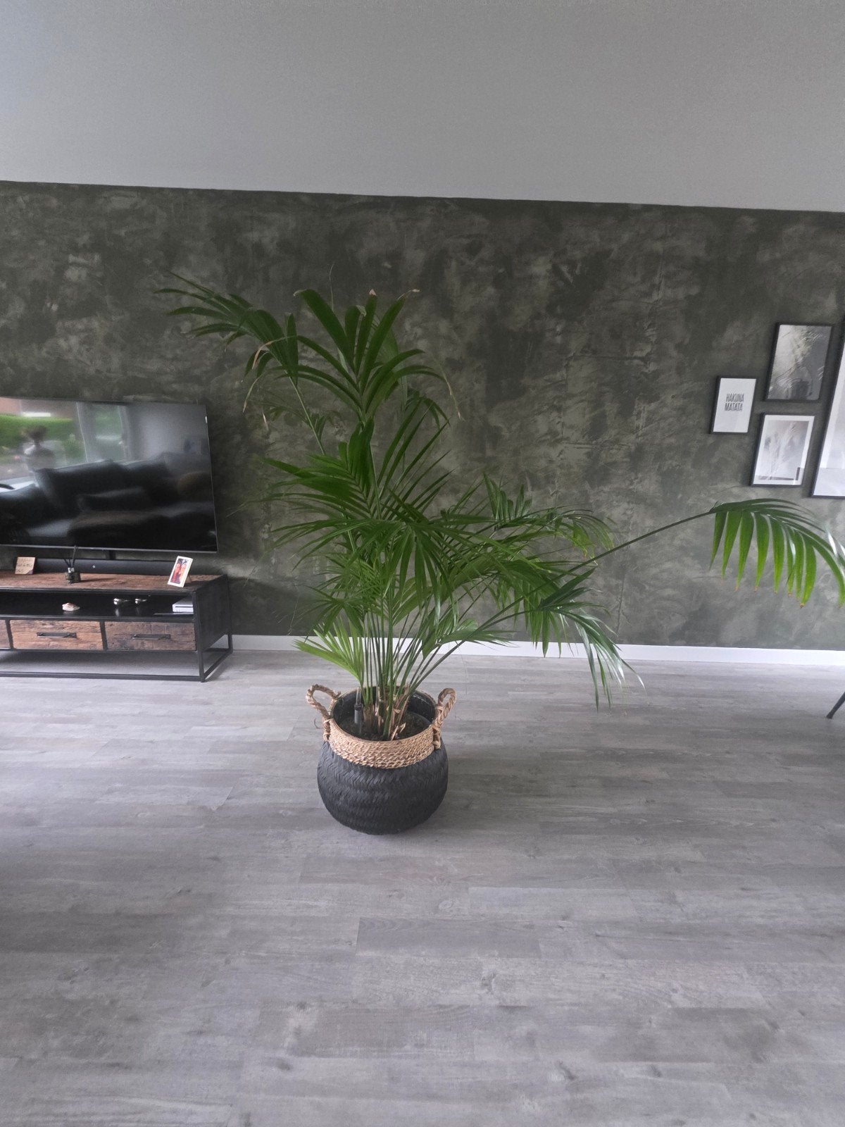Grote Kentia palm (200 cm) - Wegens ruimtegebrek, Ophalen, Bloeit niet, Overige soorten, Halfschaduw