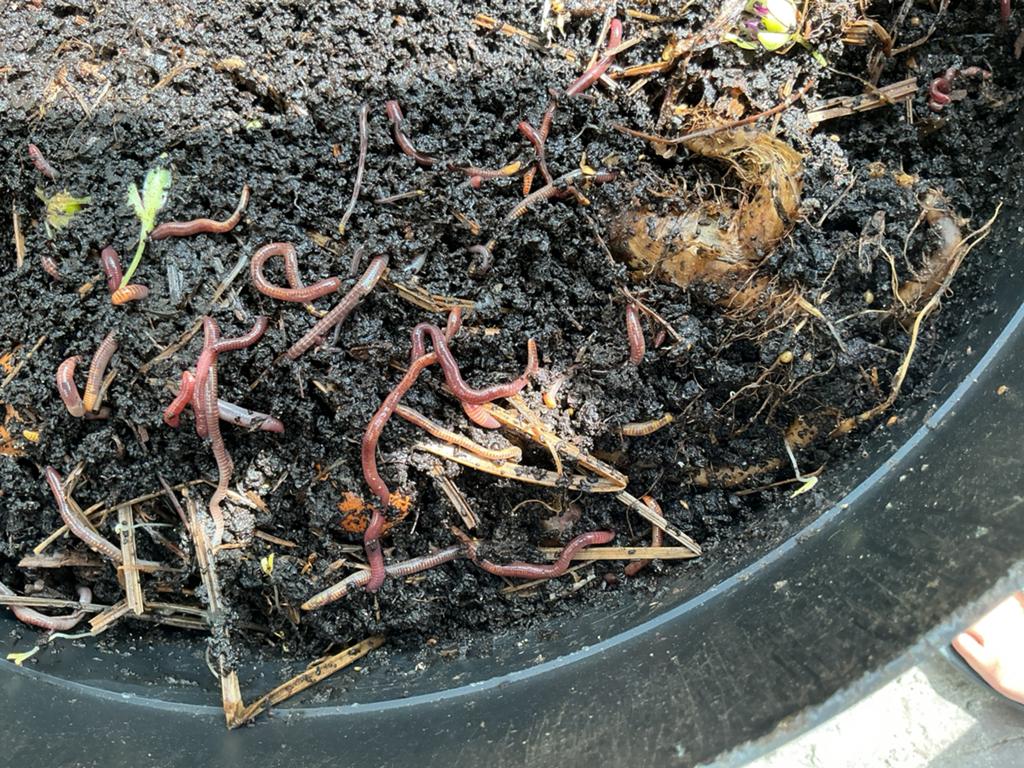 🐯🪱50 Tijgerwormen compostwormen voor wormenbak Woerden, Ophalen of Verzenden, Compost