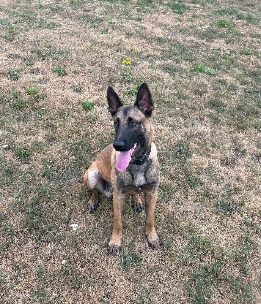 Sociale, charismatische Mechelse herder reu van 8 maanden, 15 weken tot 1 jaar, Reu, Parvo, Eén hond