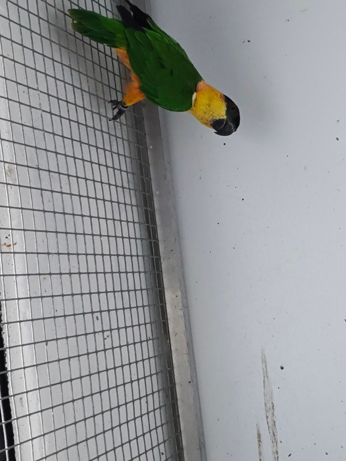 Zwartkopcaique ruilen, Mannelijk, Papegaai, Geringd