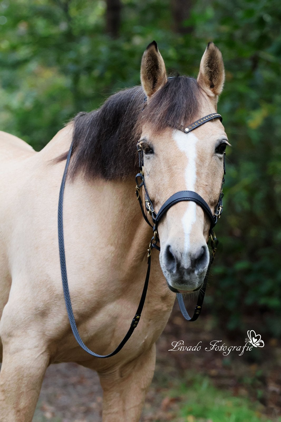 Bitloos Hoofdstel maat Cob, Dieren en Toebehoren, Hoofdstel, Zacht onderlegd, Ophalen of Verzenden, Cob