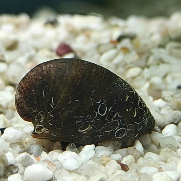 neritina sp. abalone, Dieren en Toebehoren, Vis
