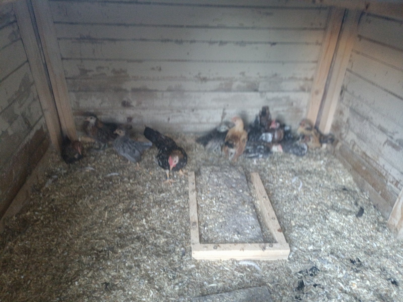 Serama haantje en hennen, Meerdere dieren, Kip