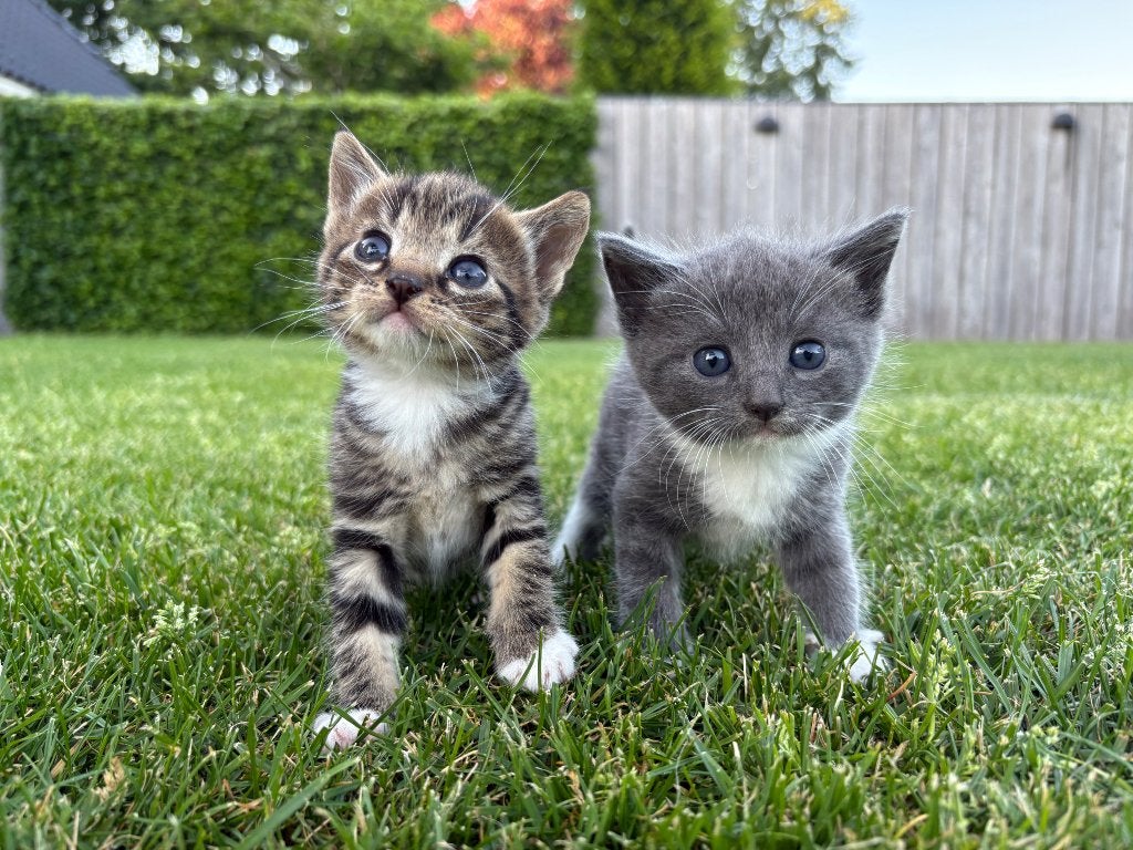 Lieve boerderij kittens, Geslacht onbekend, Kortharig, 0 tot 2 jaar