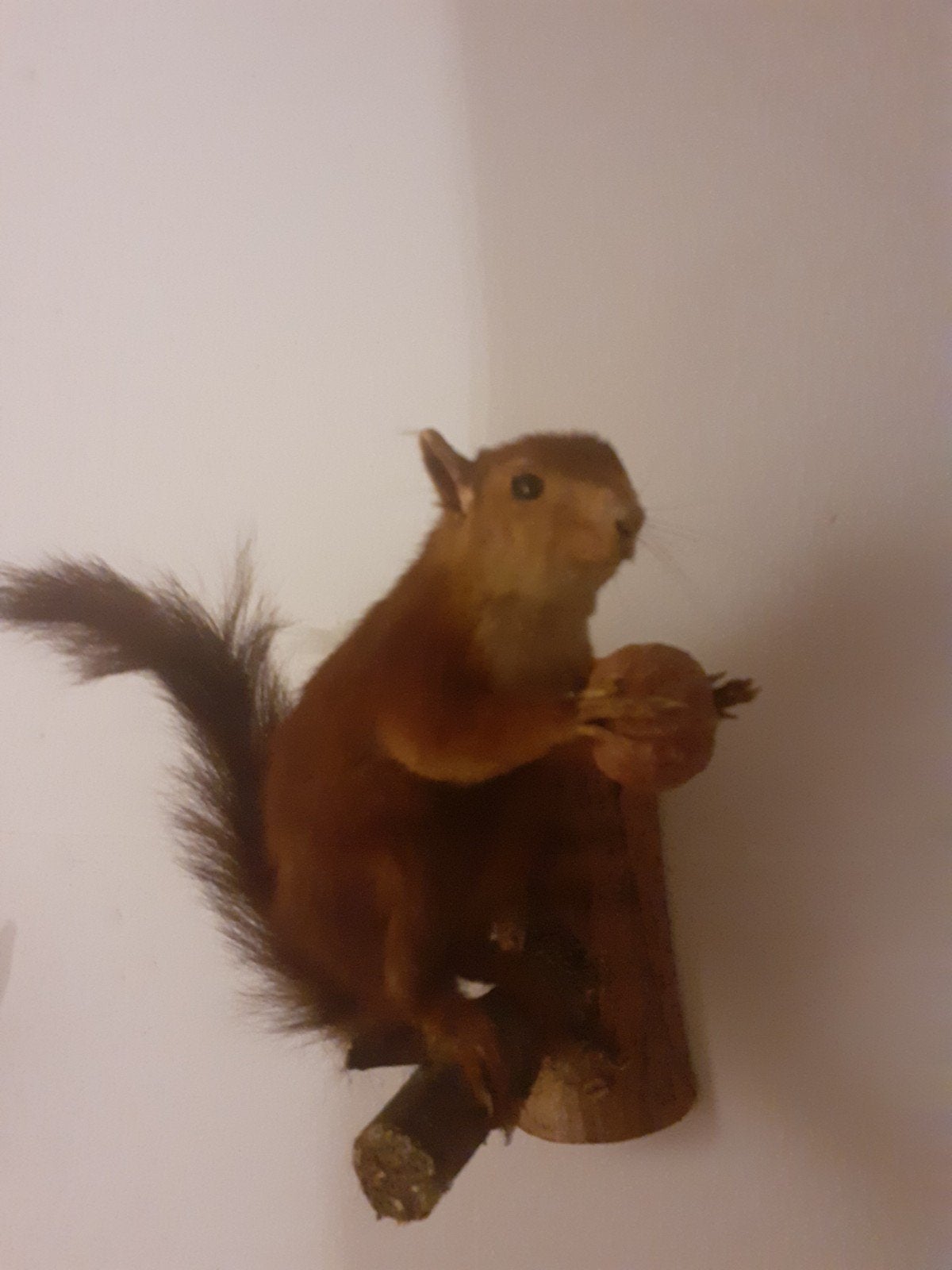 Levensechte opgezette rode eekhoorn met walnoot –taxidermie, Verzamelen, Dierenverzamelingen, Ophalen of Verzenden, Zo goed als nieuw