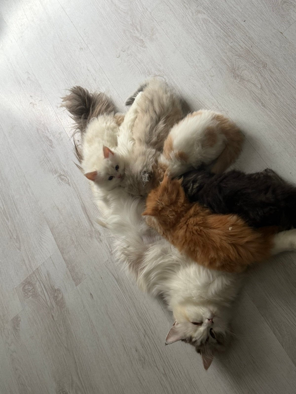 4 prachtige Maine Coon / Pers katers kittens, Kater, Ontwormd