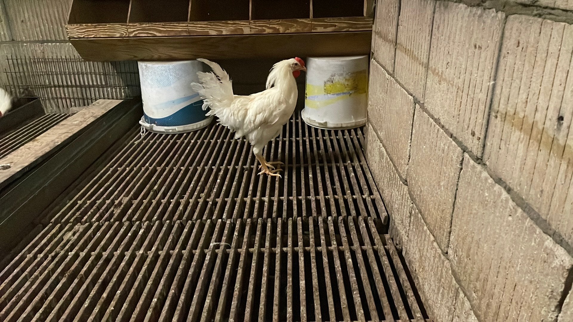 Mooie witte hanen te koop, Dieren en Toebehoren, Pluimvee, Mannelijk, Kip