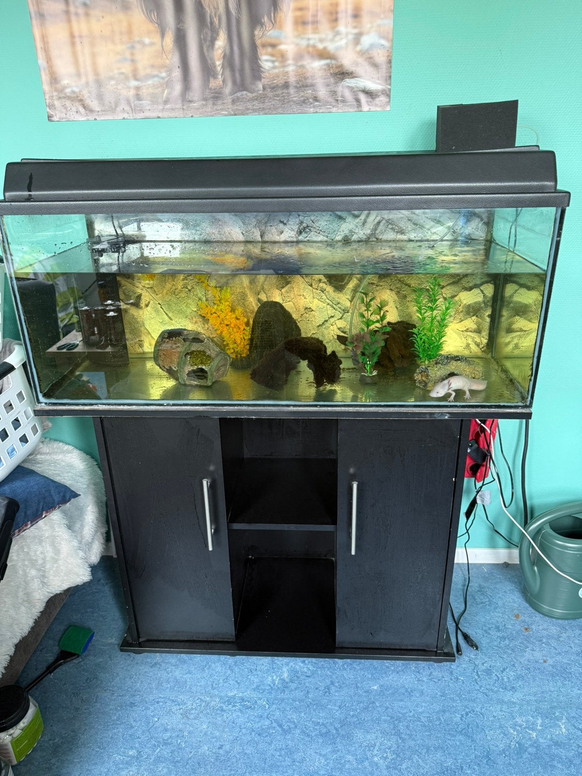 Axolotl aquirium te koop, Dieren en Toebehoren, Vissen | Aquaria en Toebehoren, Ophalen, Gebruikt, Overige typen
