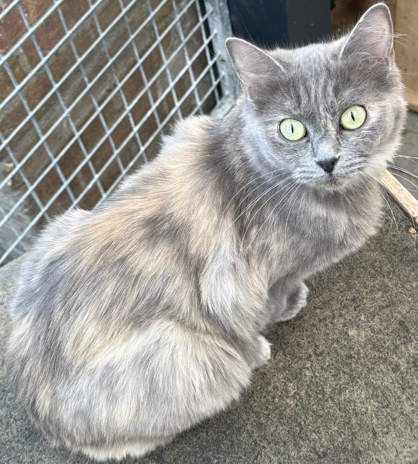 Ragdoll poes, Poes, Met stamboom, 0 tot 2 jaar