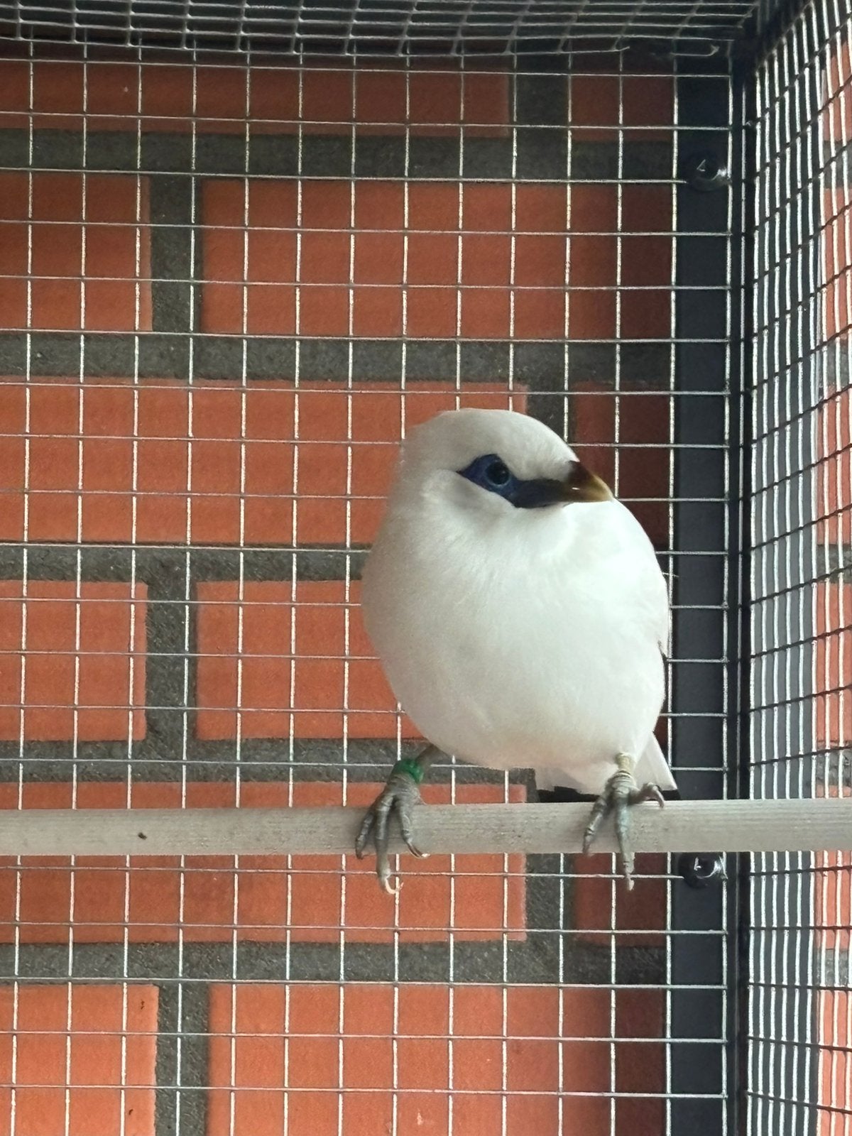 Bali spreeuw., Dieren en Toebehoren, Vogels | Overige Vogels, Mannelijk, Geringd