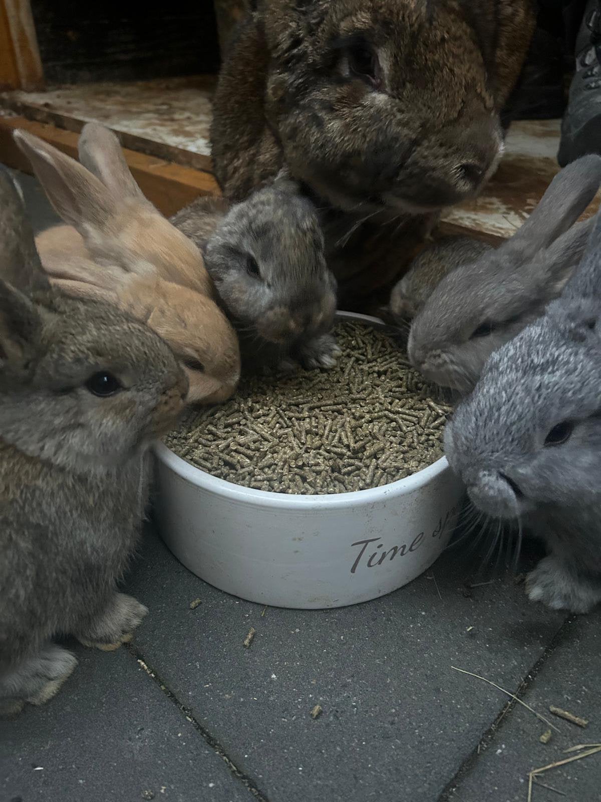Duitse reus XXL, nog één ram, Meerdere dieren, Groot