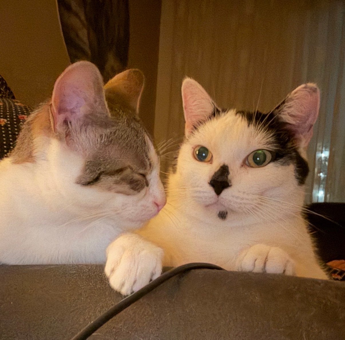 Herplaatsing, Dieren en Toebehoren, Kater, Kortharig, 3 tot 5 jaar