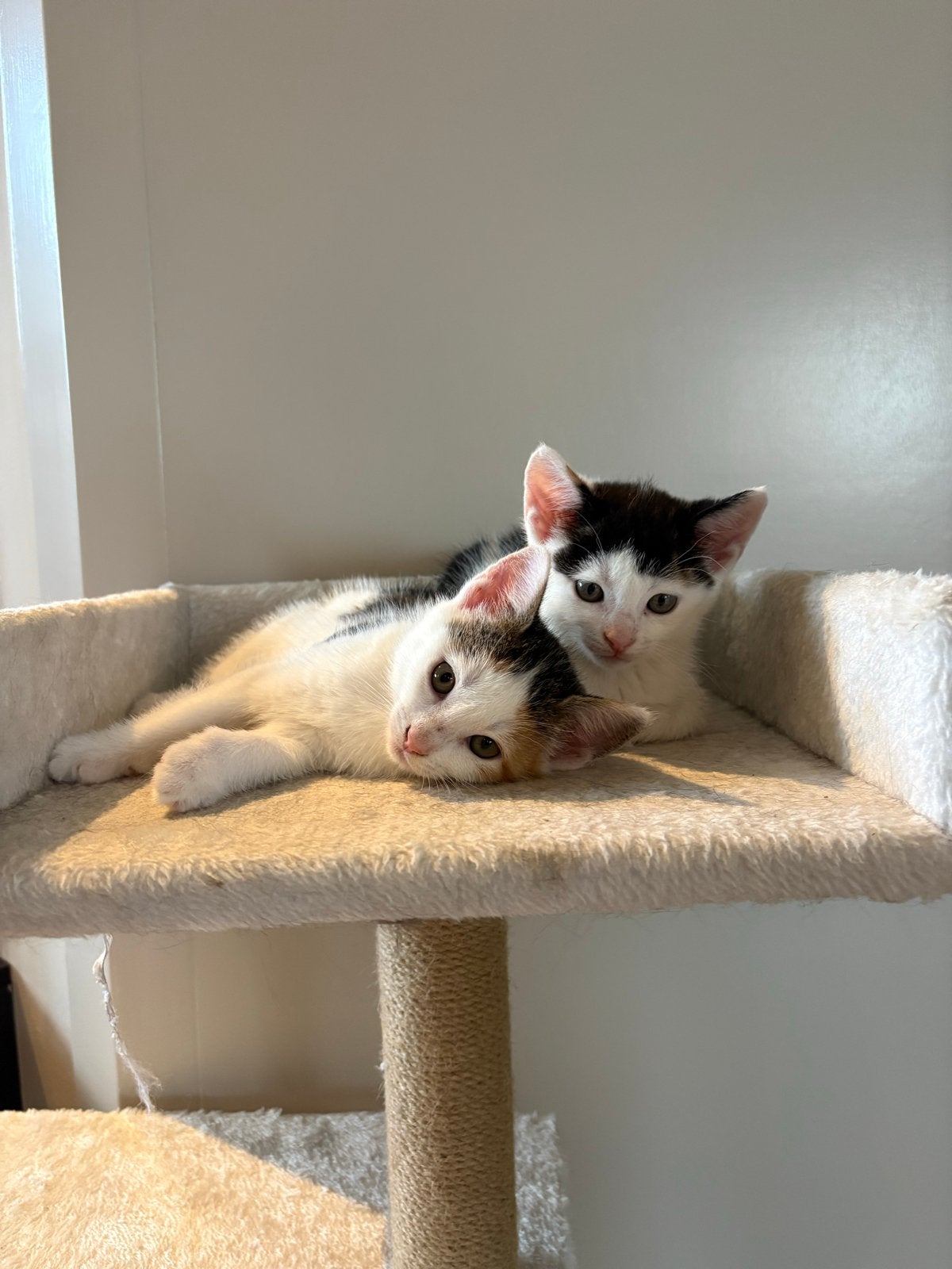 Kittens, Meerdere dieren
