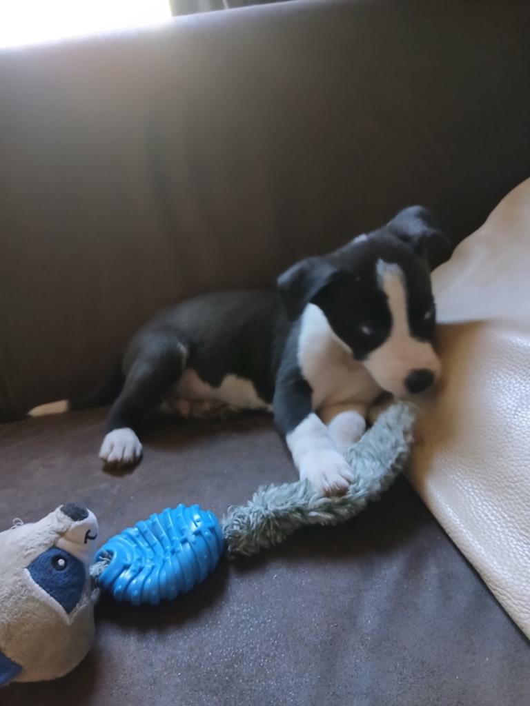 Mooie puppy's te koop, 8 tot 15 weken, Meerdere, Meerdere dieren, Nederland