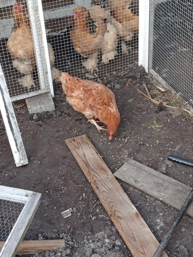 Gezocht, Dieren en Toebehoren, Pluimvee, Vrouwelijk, Kip