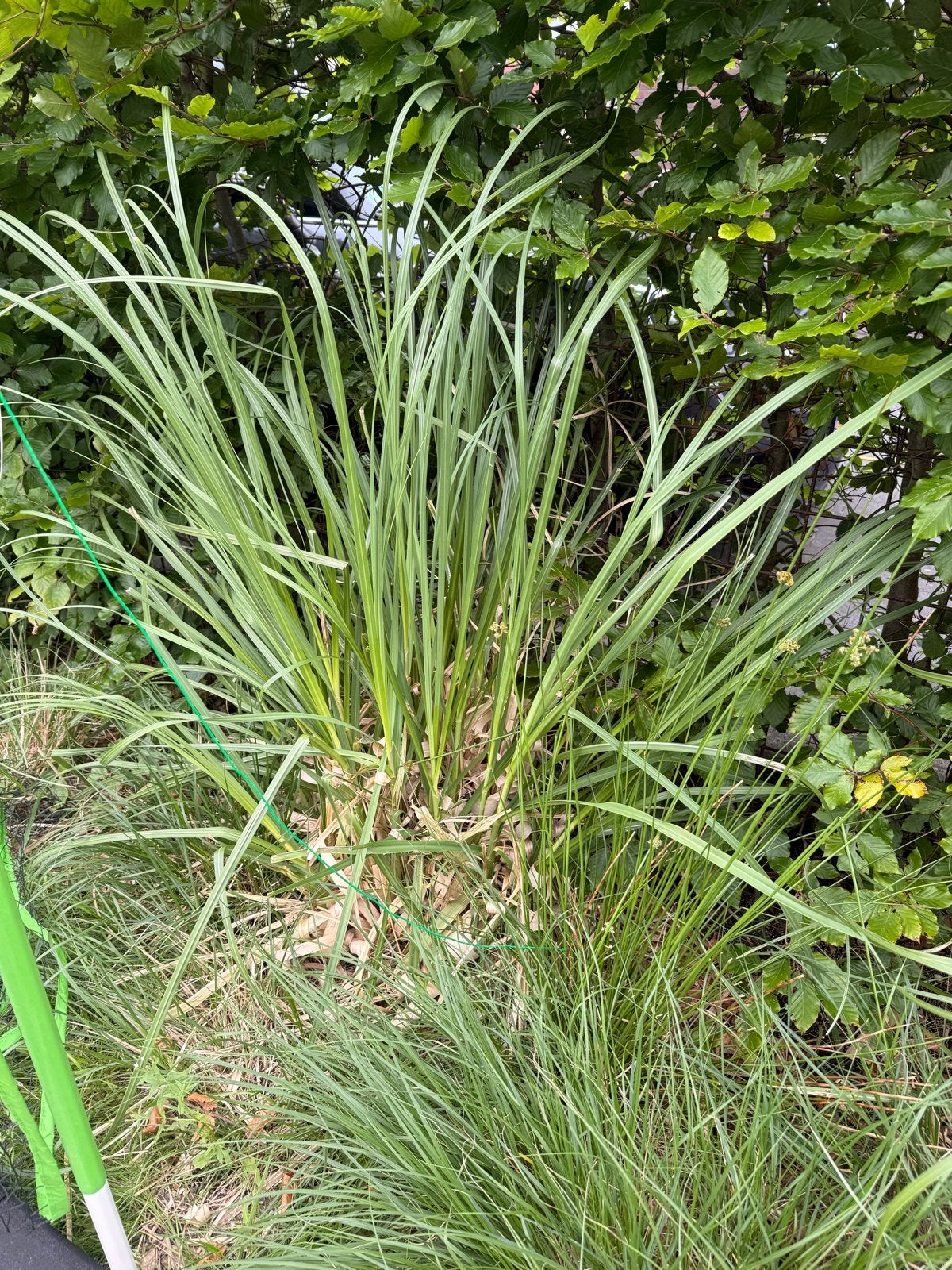 3 stuks Pampasgras - Gratis af te halen!, Tuin en Terras, Ophalen, Volle zon, Vaste plant, Siergrassen