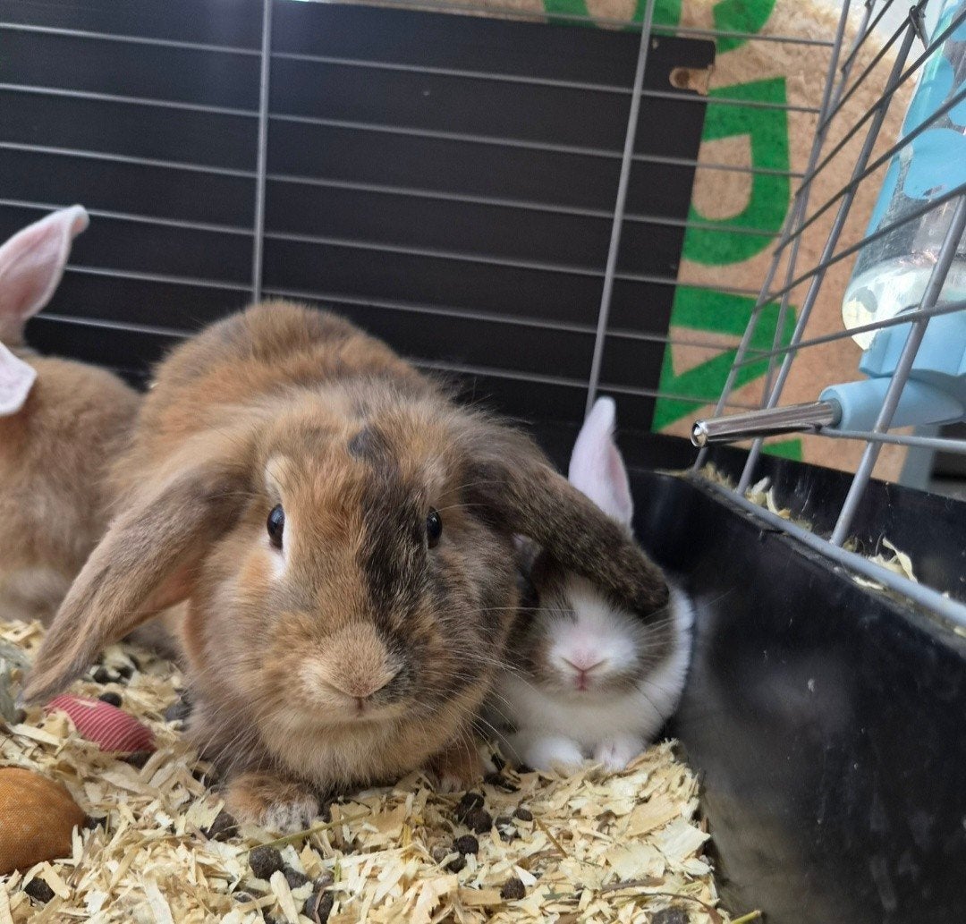 Mama konijn en dochter, Dieren en Toebehoren, Vrouwelijk