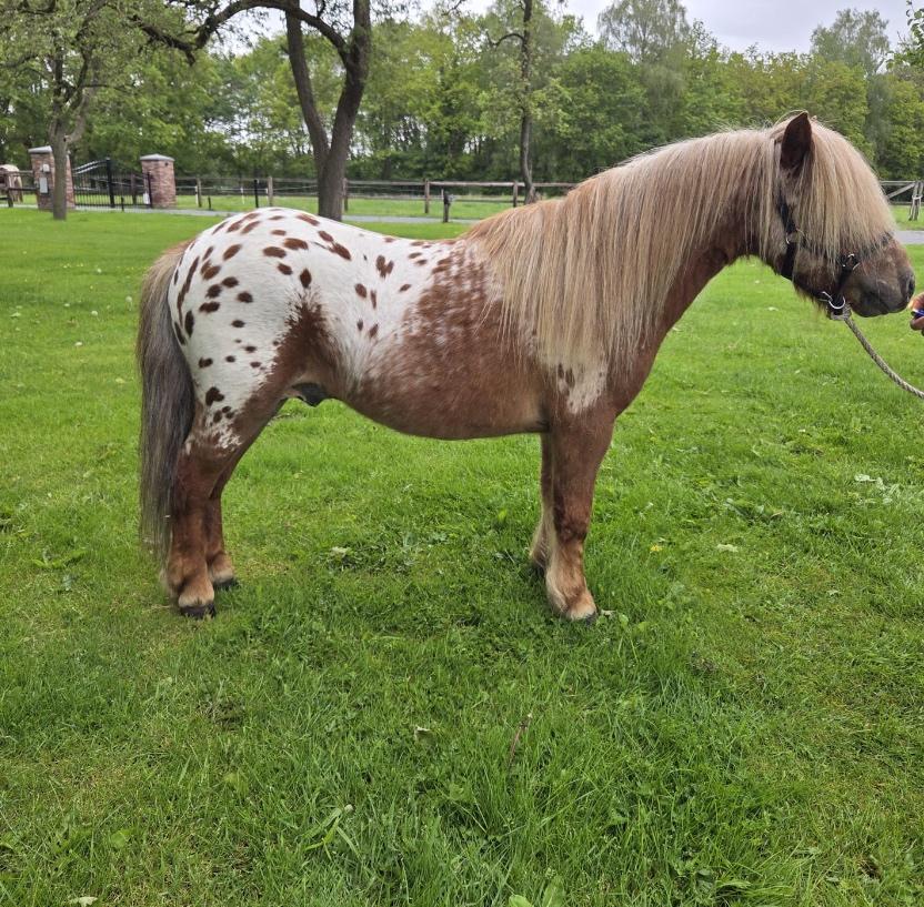 Mooie Appaloosa pony’s, Dieren en Toebehoren, Dressuurpony, 0 tot 2 jaar, Hengst, A pony (tot 1.17m)