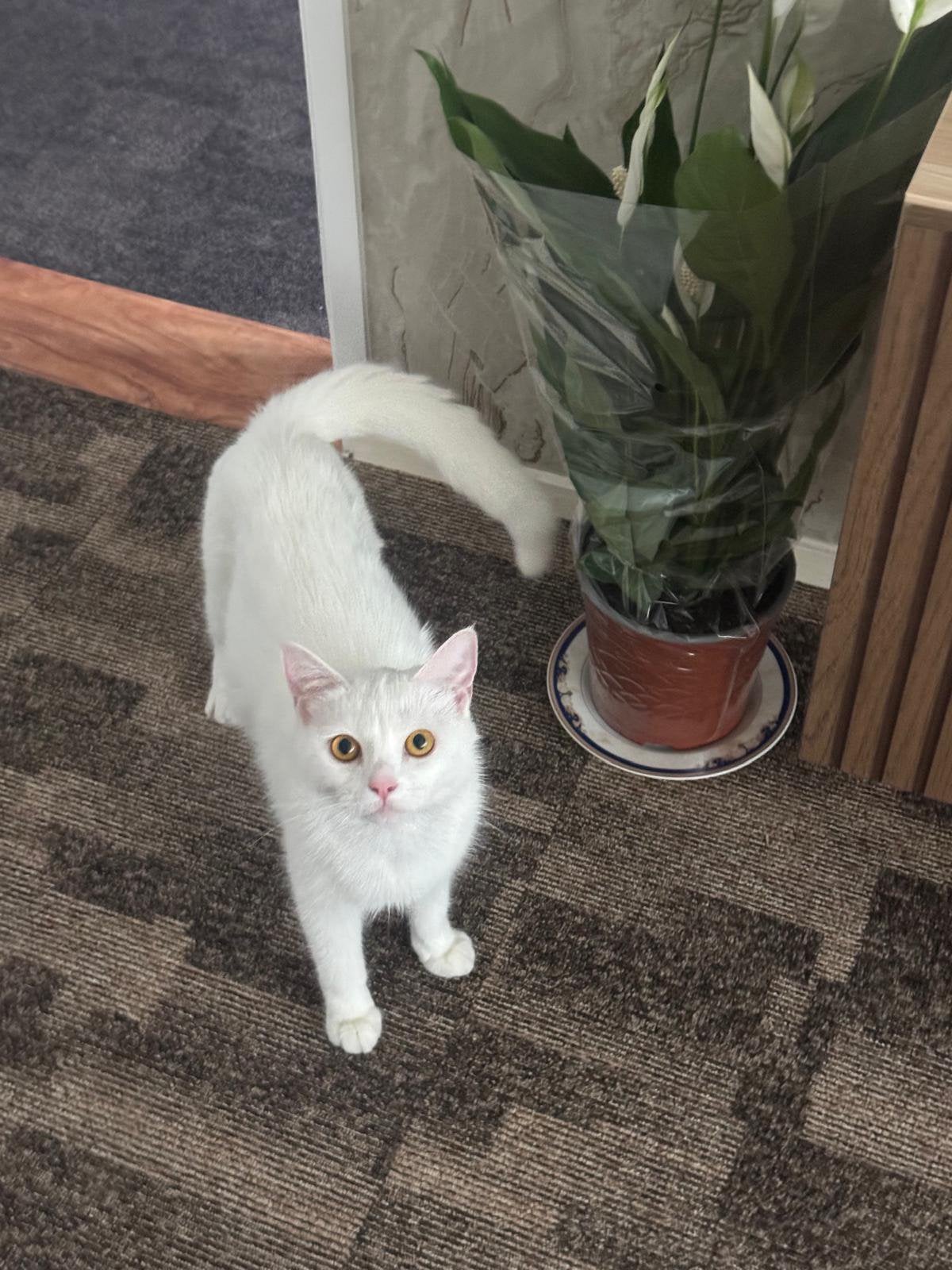 Moederpoes met 2 kittens, Poes, 0 tot 2 jaar