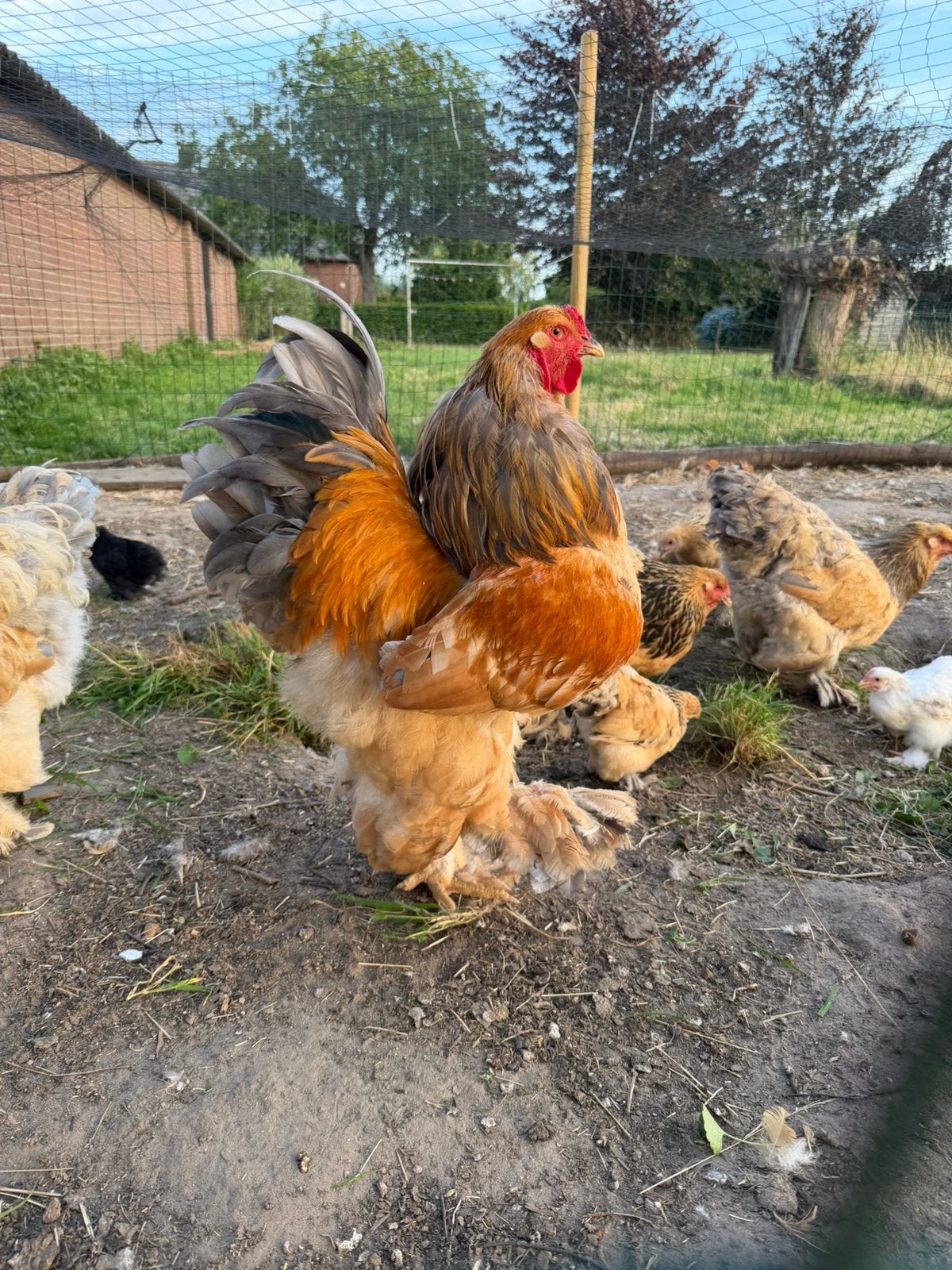 Broedeieren braham en orpington, Dieren en Toebehoren, Pluimvee, Geslacht onbekend, Kip