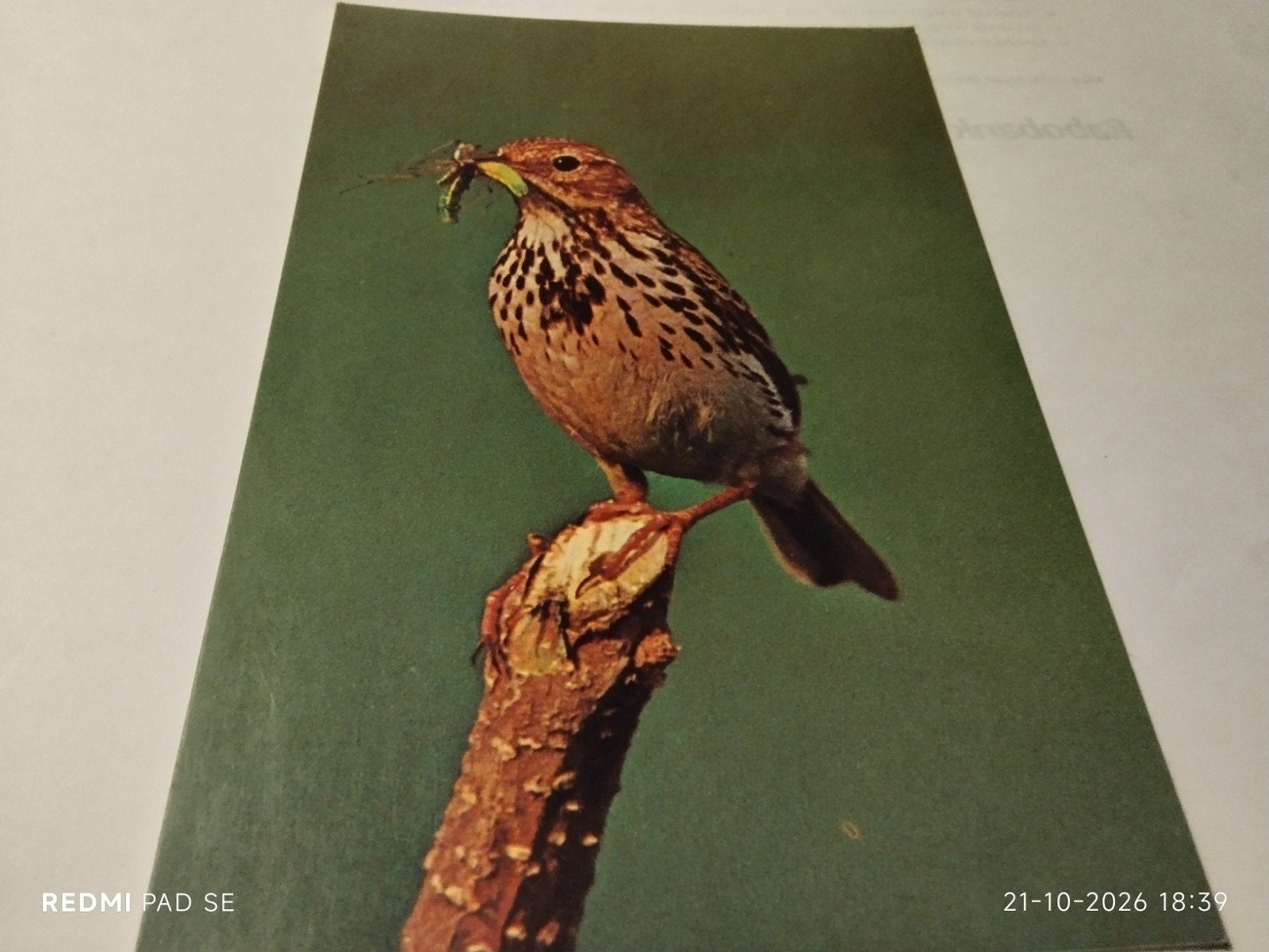 Vintage Ansichtkaart Graspieper (Anthus Pratensis), Ophalen of Verzenden, 1960 tot 1980, Ongelopen, Vogel