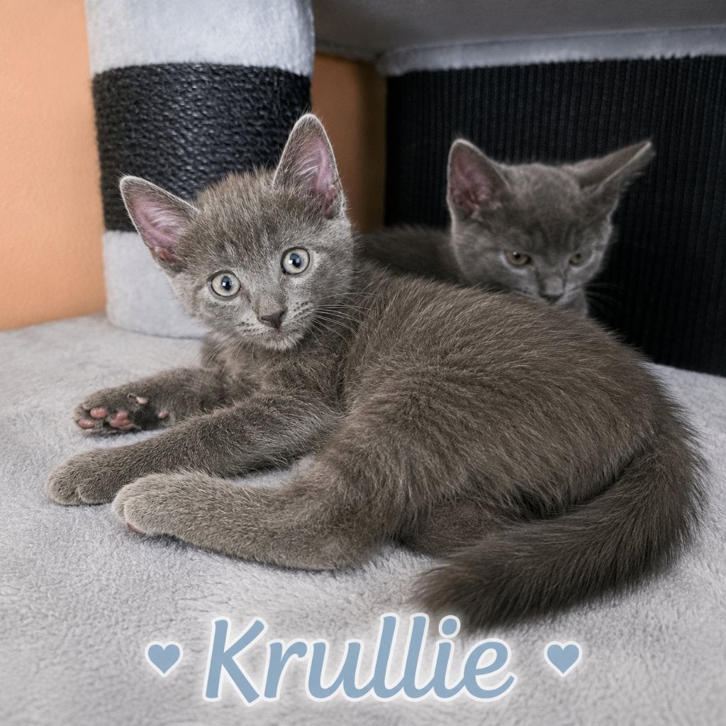 Kruising Blauwe Rus kittens - geboren 14 mei, Meerdere dieren, Ontwormd, 0 tot 2 jaar