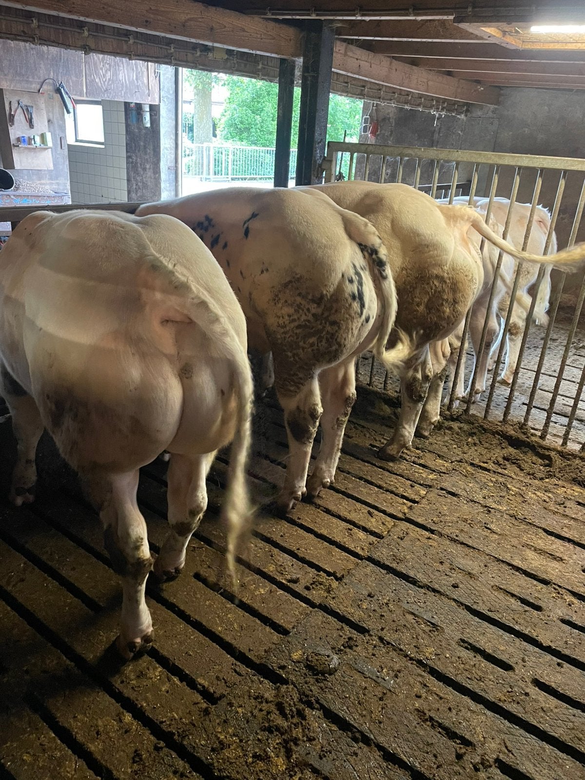 Belgische blauwe dikbil stieren, Dieren en Toebehoren, Mannelijk