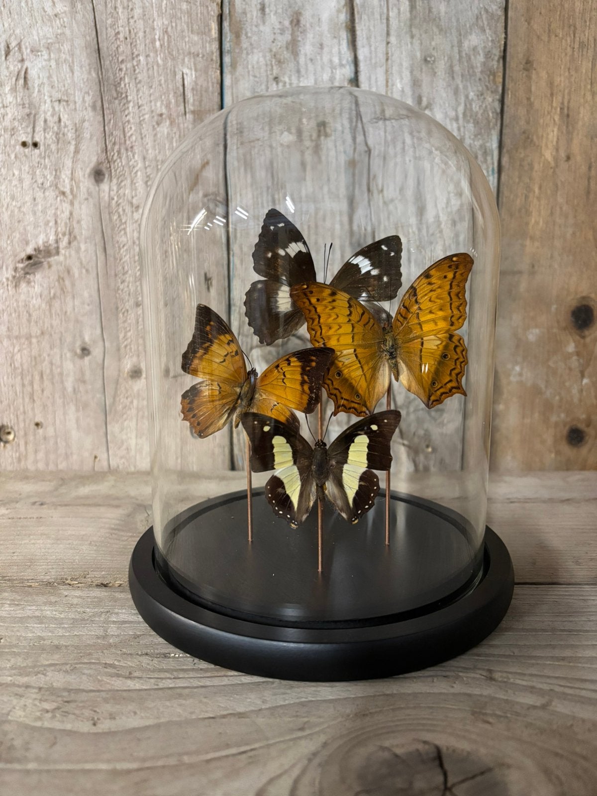 Mooie stolp met vier assorti vlinders (bruin tinten), Ophalen of Verzenden, Nieuw, Insect, Opgezet dier