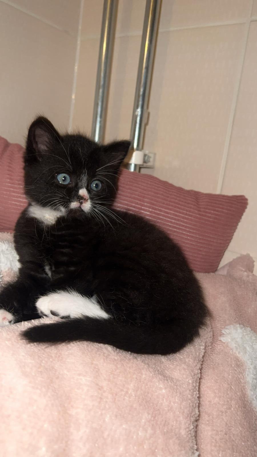 Te koop onze lieve kittens nog 2 katertjes beschikbaar, Dieren en Toebehoren, Meerdere dieren, Ontwormd