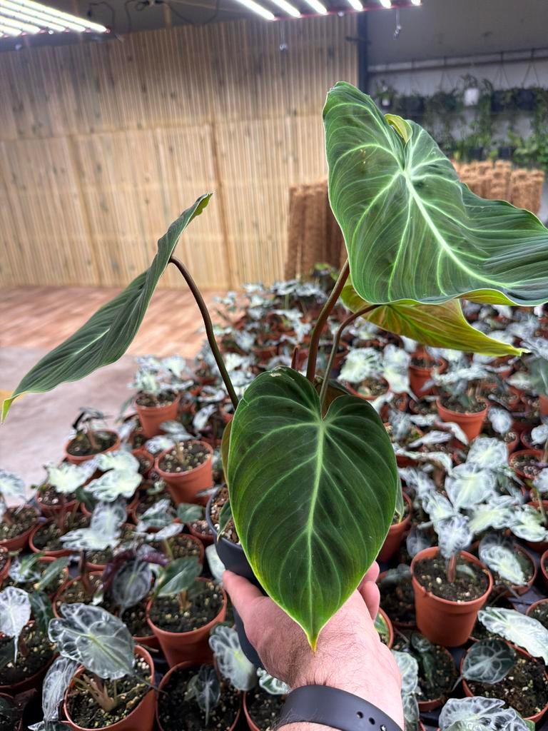 Philodendron El Choco Red - Zeldzame Kamerplant - Pot 17cm, Huis en Inrichting, Kamerplanten, Ophalen of Verzenden
