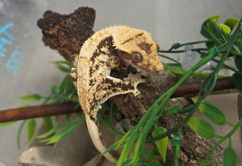 High Coverage Extreme Harlequin wimpergekko vrouw, Dieren en Toebehoren, Hagedis, Tam, 0 tot 2 jaar
