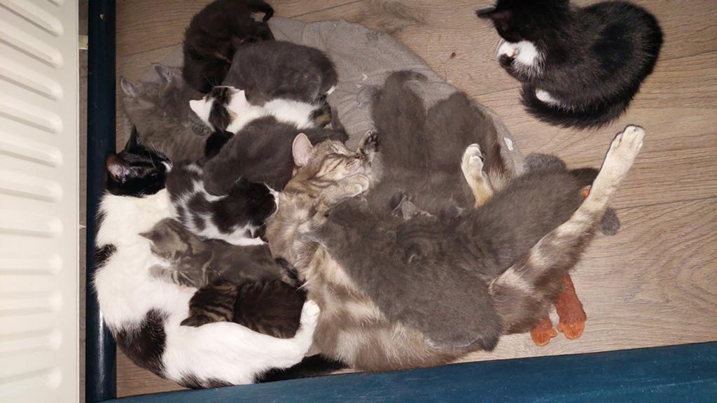Jonge kittens, Dieren en Toebehoren, Katten en Kittens | Overige Katten, Kater, Kortharig, 0 tot 2 jaar