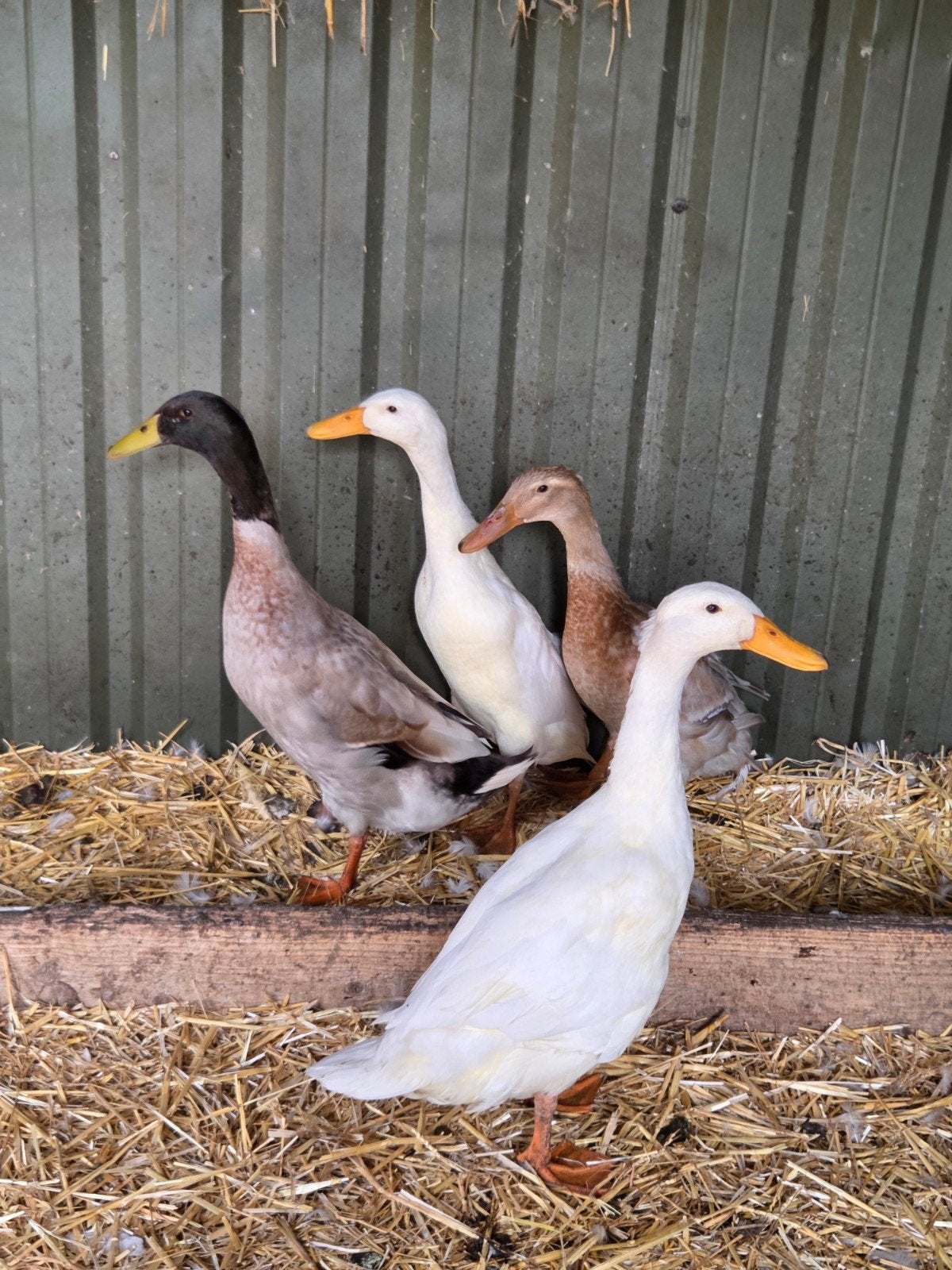 loopeend, Dieren en Toebehoren, Meerdere dieren, Eend
