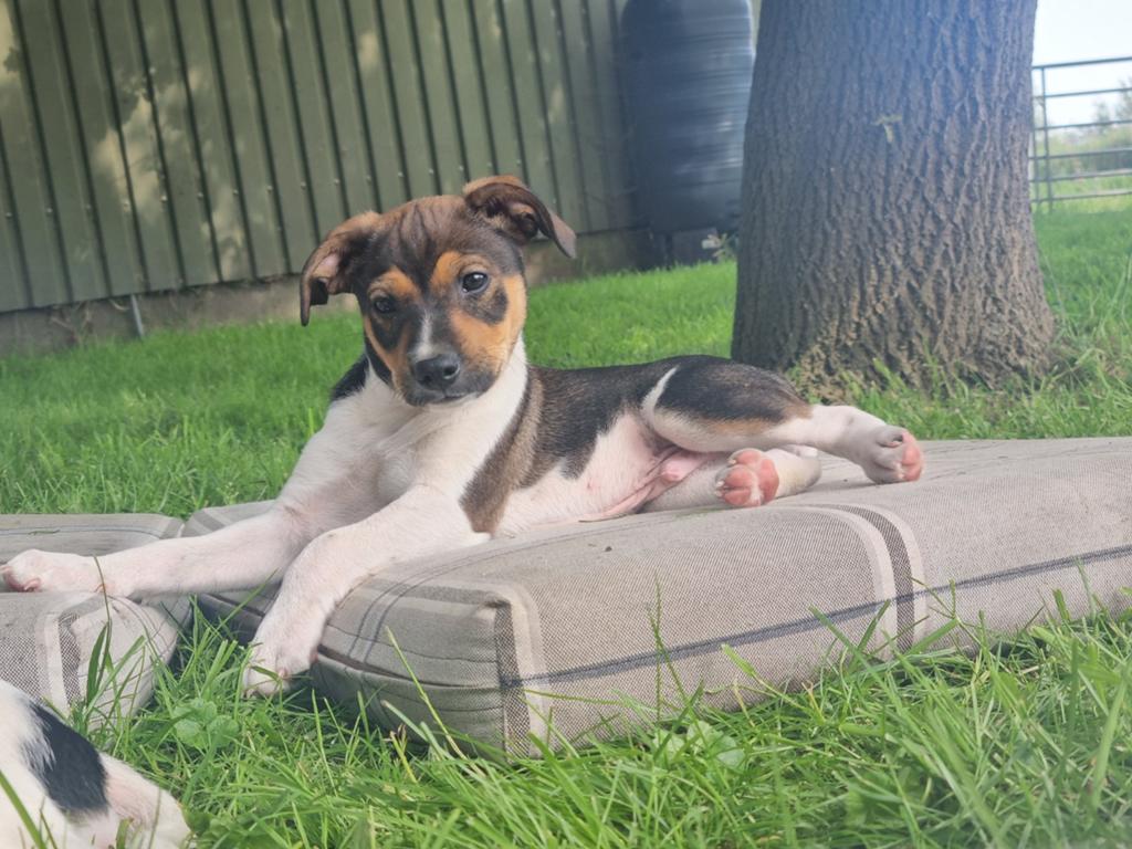 Prachtige Boerenfox pups nog 1 reu beschikbaar, Overige rassen, 8 tot 15 weken, Meerdere, Meerdere dieren