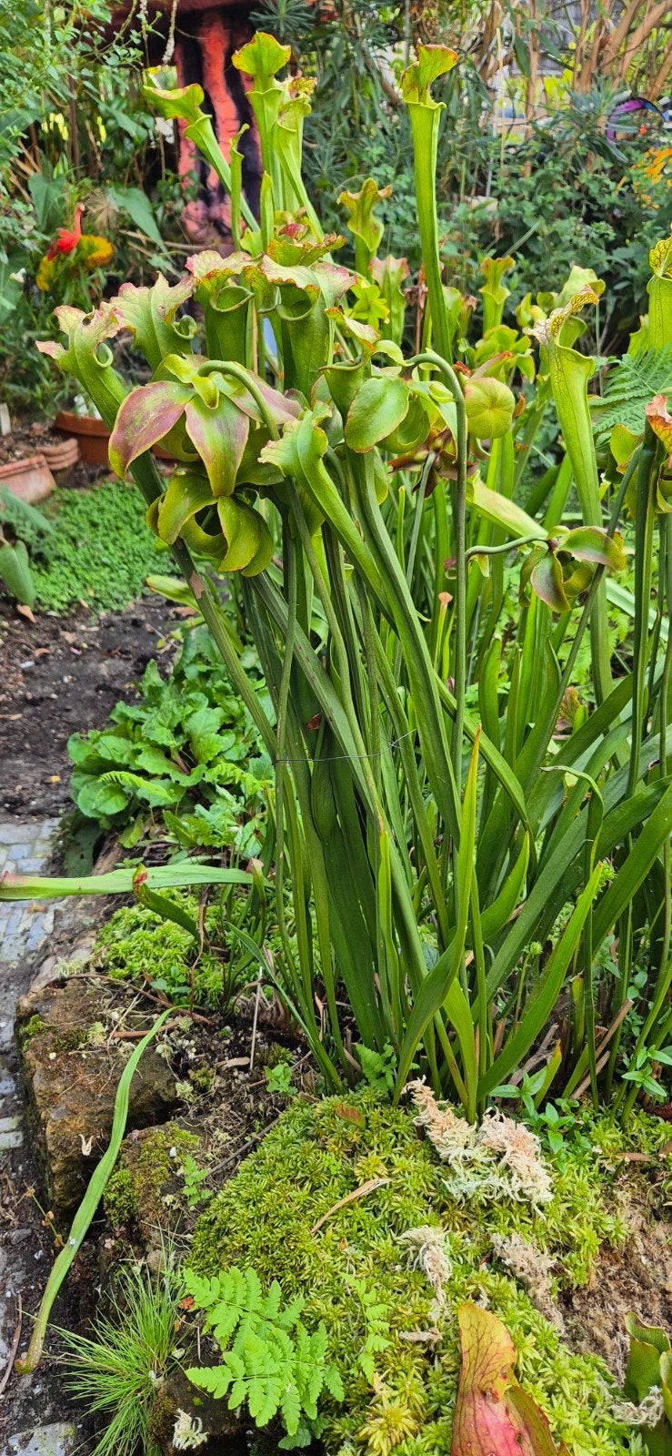 ze zijn zeer winterhard  .staan bij mij het hele jaar in het, Tuin en Terras, Ophalen, Lente, Vaste plant, Volle zon