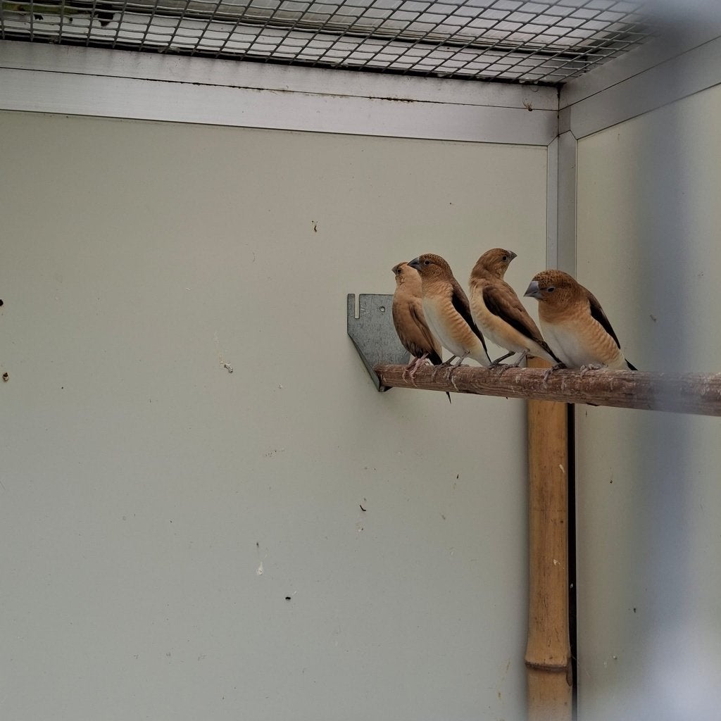 Zilverbekjes, Meerdere dieren, Tropenvogel