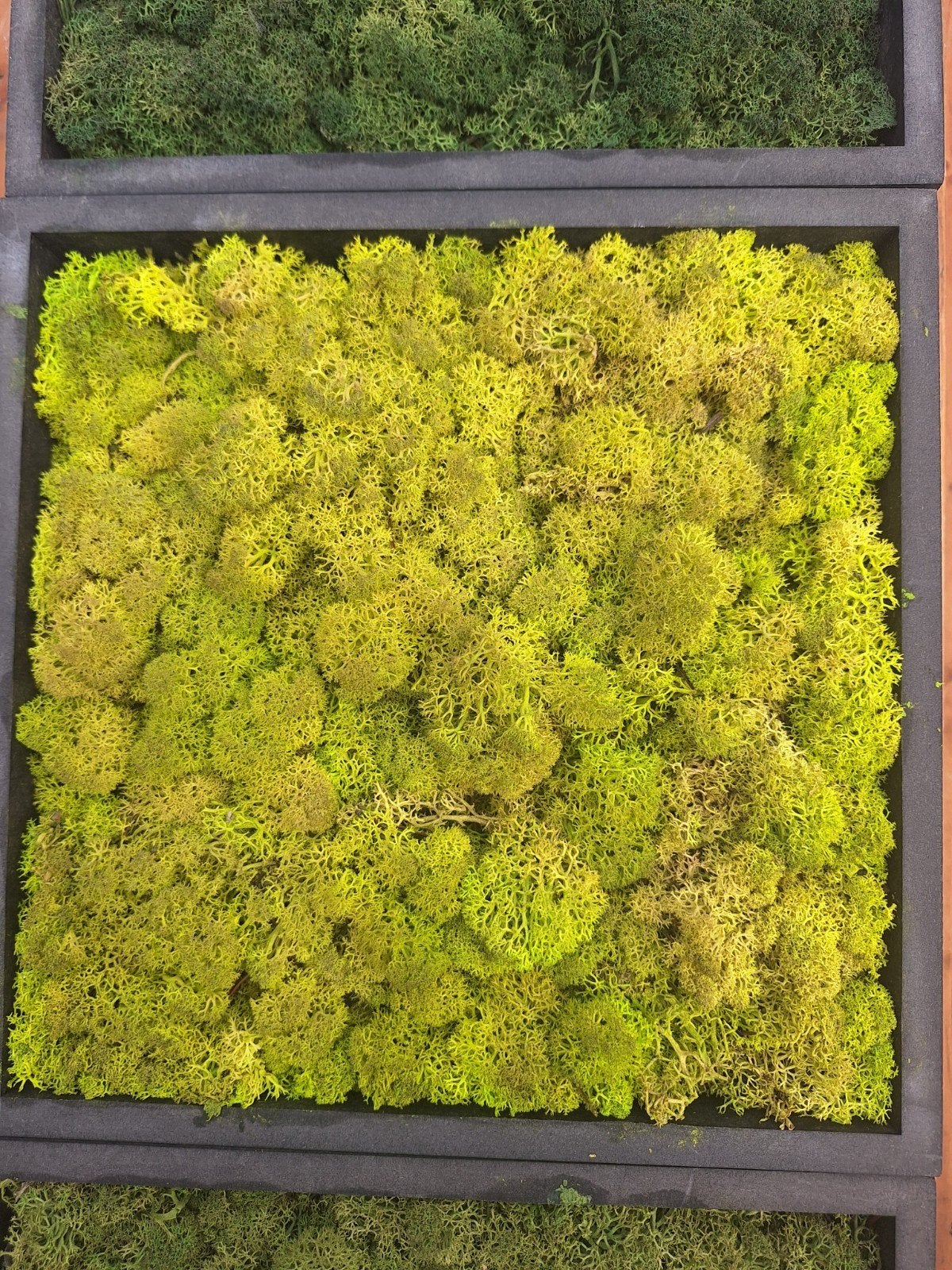 Wanddecoratie van echt mos, Meerkleurig, Nieuw, Ophalen of Verzenden, Natuurlijk materiaal