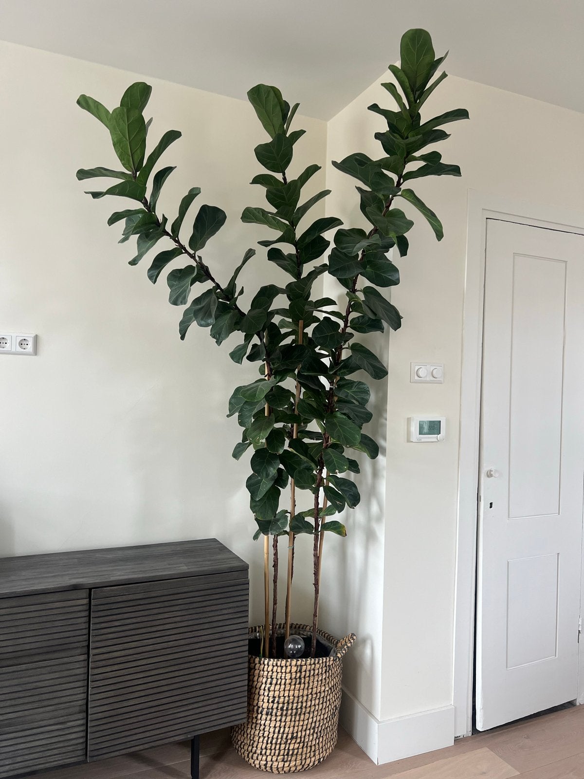 Grote Ficus Lyrata plant - 240 cm hoog, Ophalen, Ficus, 200 cm of meer, Halfschaduw